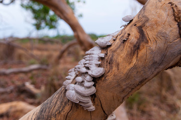 artistic nature - tree trunk and fungi