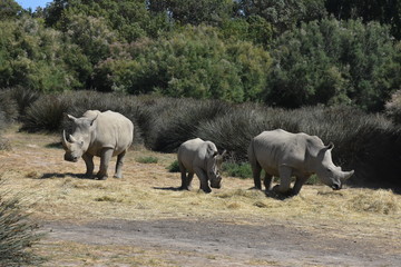 Famille de rhinoc&eacute;ros