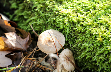 Pilz, Pilze bevölkern den Wald und erfüllen ihn mit Leben