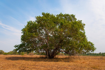 artistic nature -green tree over dry grass