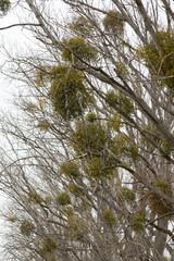 Mistel auf Bäumen im Herbst, Mistelzweige