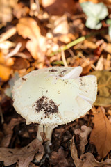Pilz, Pilze bevölkern den Wald und erfüllen ihn mit Leben