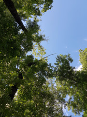 Tops of trees with blue sky and cloudy background