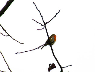 Robin on a tree branch