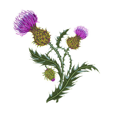 Hand drawn composition of a thistle flower. Milk Thistle isolated on white.