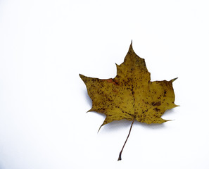 Feuille morte tombée des arbres en automne