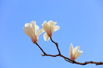 Magnolia flowers in the wild