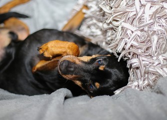 Close up of miniature pinscher (Canis lupus familiaris, mini doberman) on white cushion and...