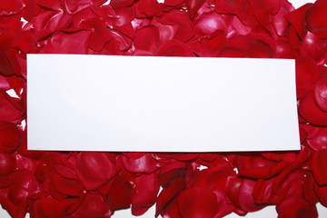 Red rose flower petals background