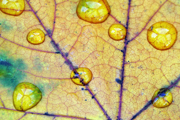 Feuille morte tombée des arbres en automne