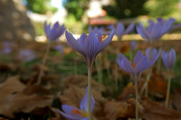 Wild flower in nature; Crocus Sativus