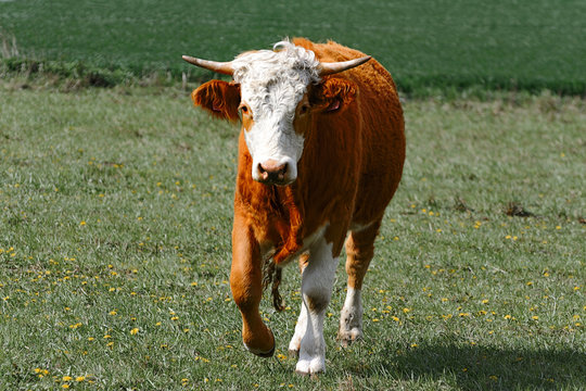 Bull, cow, on the field