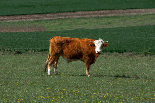 Bull, cow, on the field