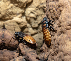 The madagascar giant cockroach  (Gromphadorhina portentosa) is crawling on rocky wall.
