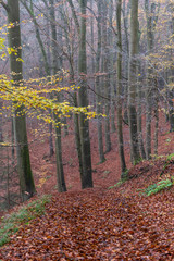 narrow forest road covered with colorful leaves