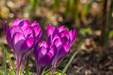 Crocus, plural crocuses or croci. Iris family