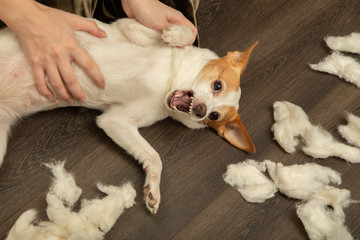 jack russell terrier