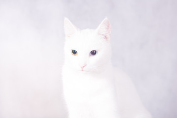 Portrait of a white cat with heterochromia, strange eyes squatting looking straight at the viewer isolated on white.
