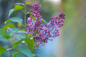 Purple lilac flowers and branches of blossoming lilac in spring