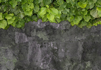 Old painted concrete wall creeper vines, ivy. Vintage panoramic banner background.