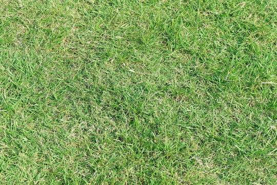 Green grass texture background. Football field