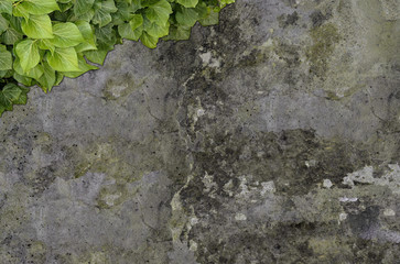 Old painted concrete wall creeper vines, ivy. Vintage panoramic banner background.