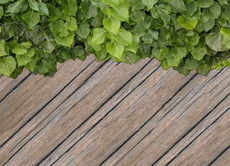 Wood planks covered by green leaves. Green ivy leaves climbing on wooden fence. Natural background texture.