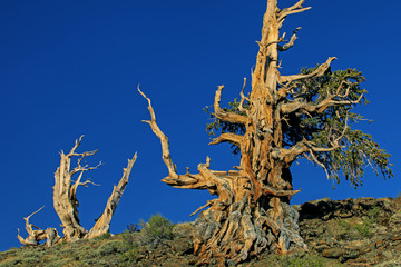 Landscape of bristlecone pines (Pinus longaeva), our planet's oldest living organisms, White Mountains, California