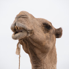 Head of an african camel