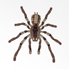 Insect spider on a white background.  3d illustration