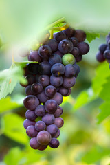 Ripe and imperfect grapes in the vineyard. Moldavia, Romania