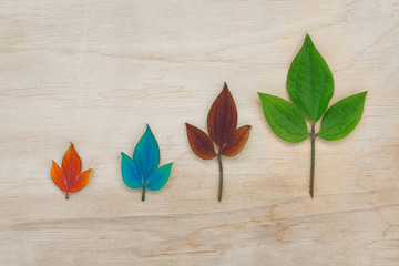Leaves of different colors on a wooden board. Concept - change of seasons, four seasons