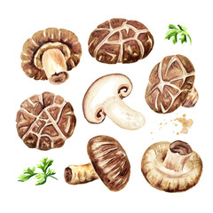 Fresh Japanese Shiitake mushroom with herbs set. Watercolor hand drawn illustration isolated on white  background