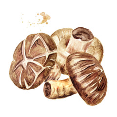 Fresh Japanese Shiitake mushroom. Watercolor hand drawn illustration, isolated on white background
