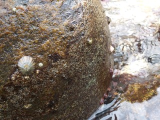 Small Shells In Beach Rock