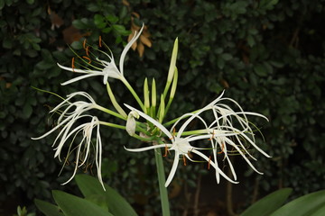 Flor