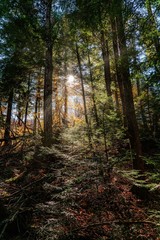 Obraz premium Sunlight penetrates the dense forest in Canada