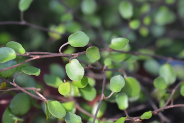 Creeping muelenbeckia