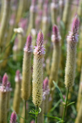 Cockscomb Flamingo Feather