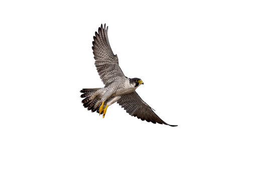 flying of peregrine falcon on white background