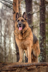 german shepherd dog