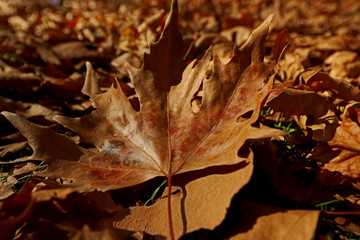 Bamye plant on white background