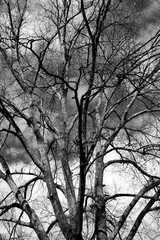 Barren tree at winter time background in black and white