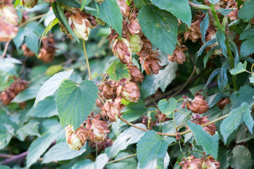 Cones of wild hop in the bush