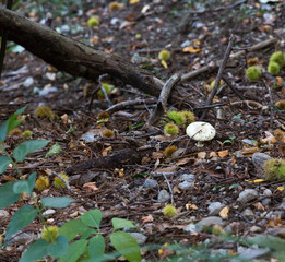 inedible mushroom in the wood during autumn