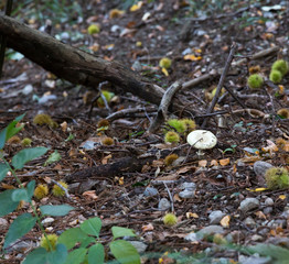 inedible mushroom in the wood during autumn