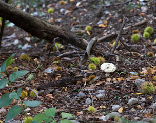 inedible mushroom in the wood during autumn