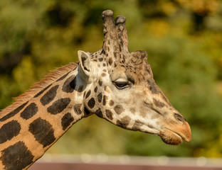 detail profile portrait of giraffe