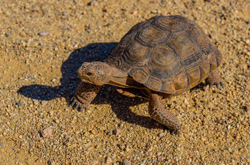 Desert Tortoise