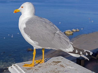 White and grey seagull